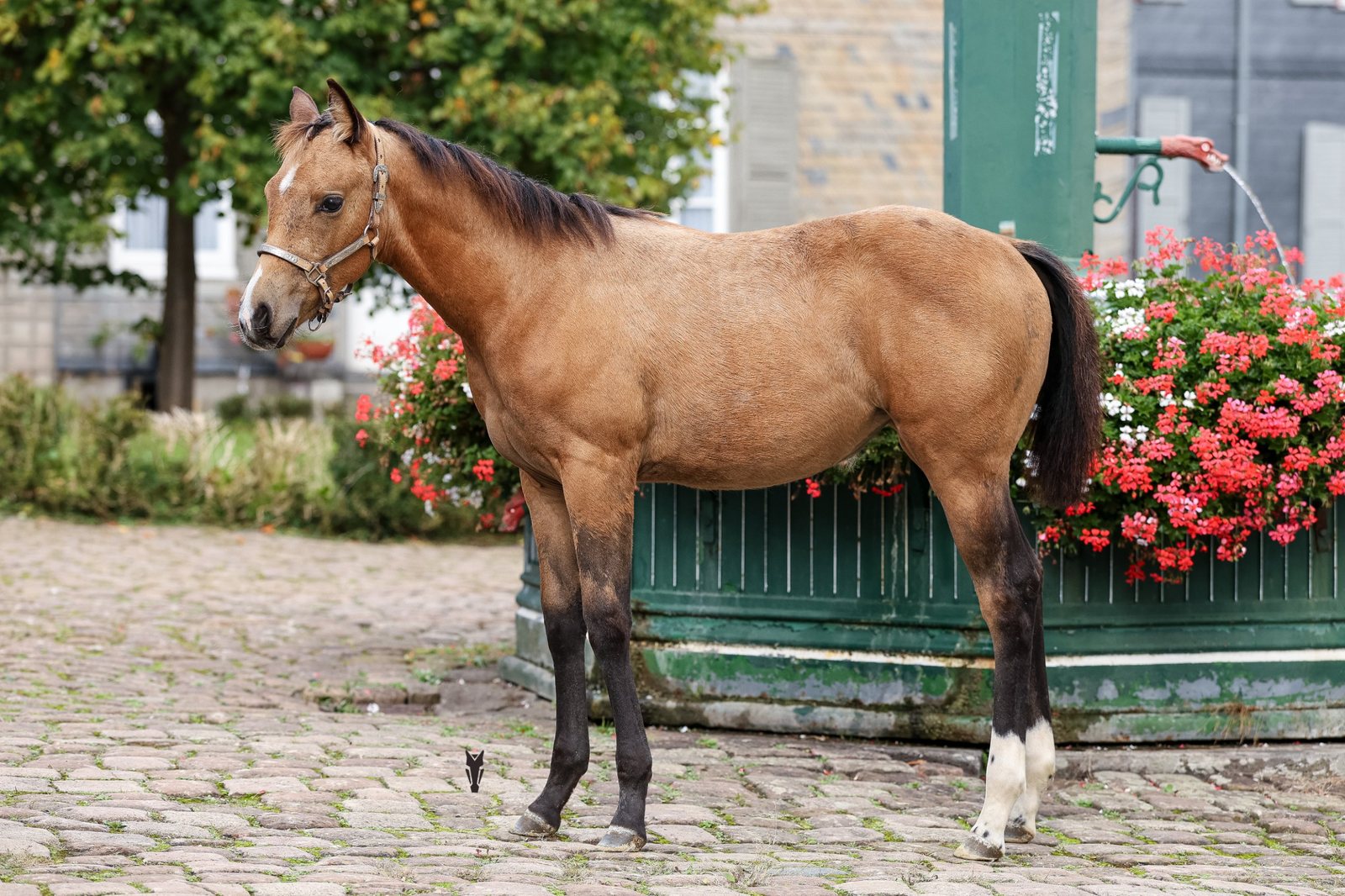Buckskin-Stutfohlen Dancing Peppymoon im Stand